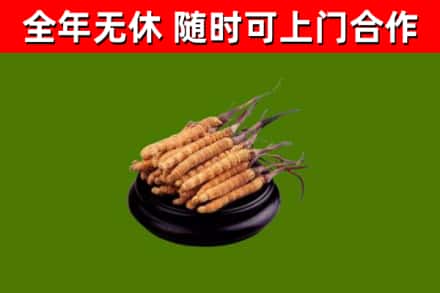 内黄县回收冬虫夏草